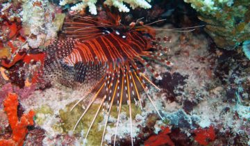 Pterois_antennata