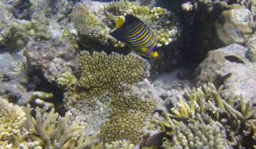 Pygoplites_diacanthus