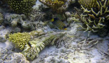 Pygoplites_diacanthus