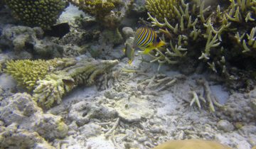 Pygoplites_diacanthus