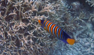 Pygoplites_diacanthus