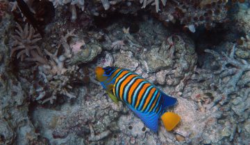 Pygoplites_diacanthus