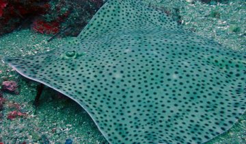 Raja_brachyura