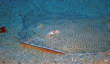 Raja_brachyura