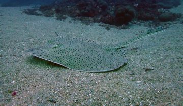 Raja_brachyura