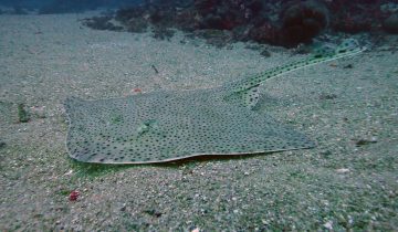 Raja_brachyura
