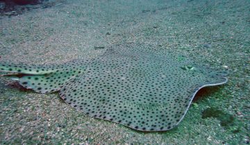 Raja_brachyura