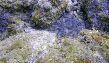 Raja_undulata