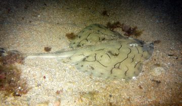 Raja_undulata