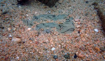 Raja_undulata