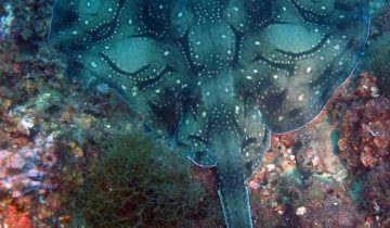 Raja_undulata