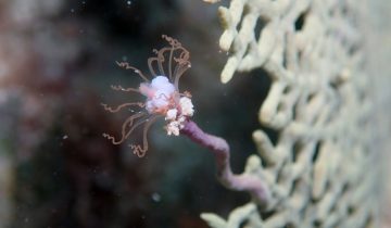 Ralpharia_gorgoniae