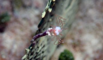 Ralpharia_gorgoniae