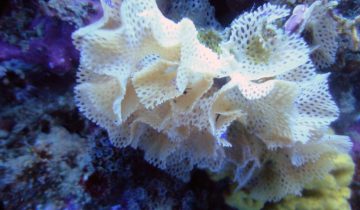 Reteporella_grimaldii