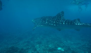 Rhincodon_typus
