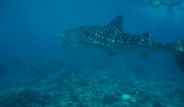Rhincodon_typus