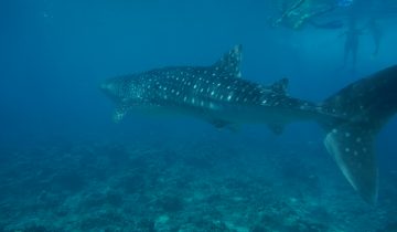Rhincodon_typus