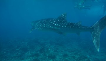 Rhincodon_typus