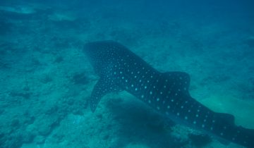 Rhincodon_typus