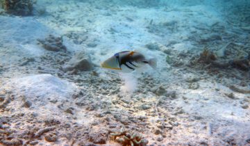 Rhinecanthus_aculeatus