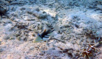 Rhinecanthus_aculeatus