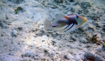 Rhinecanthus_aculeatus