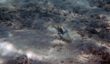 Rhinecanthus_aculeatus