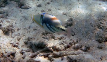 Rhinecanthus_aculeatus