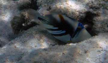 Rhinecanthus_aculeatus