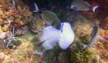 Rhizostoma_pulmo