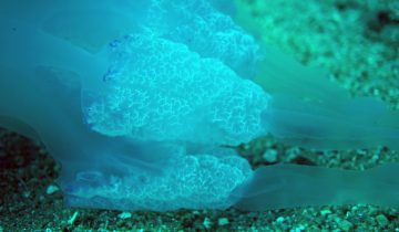 Rhizostoma_pulmo