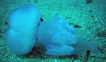 Rhizostoma_pulmo
