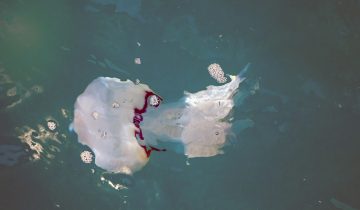 Rhizostoma_pulmo