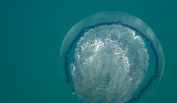 Rhizosoma_pulmo