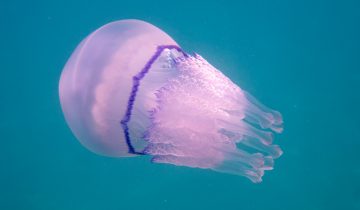 Rhizosoma_pulmo