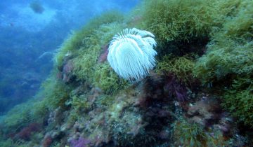 Sabella_spallanzanii