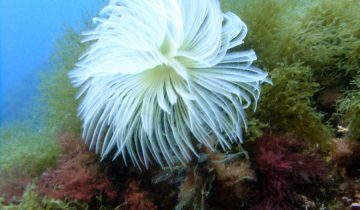 Sabella_spallanzanii