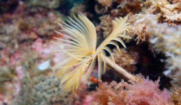 Sabella_spallanzanii