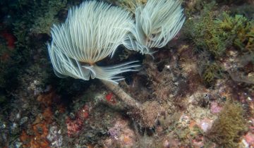Sabella_spallanzanii