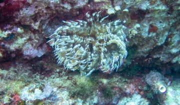 Sabella_spallanzanii