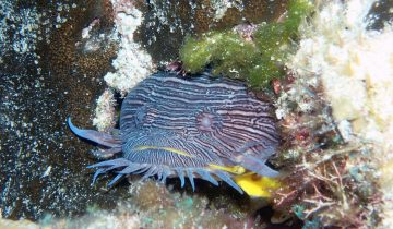 Sanopus_splendidus