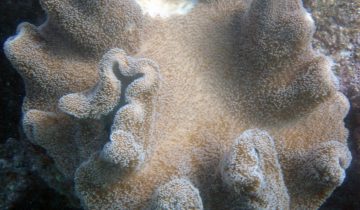 Sarcophyton_spp