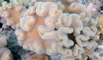 Sarcophyton_spp