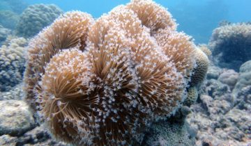 Sarcophyton_spp
