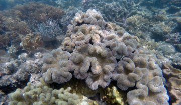 Sarcophyton_spp