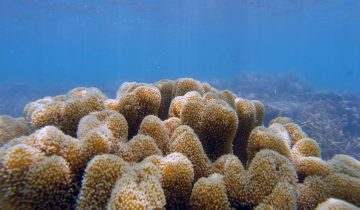 Sarcophyton_spp