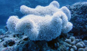 Sarcophyton_spp
