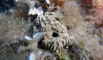 Sarcotragus_fasciculatus