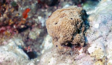 Sarcotragus_fasciculatus
