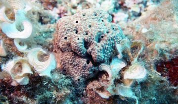Sarcotragus_fasciculatus